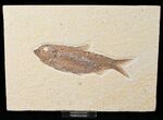 Dark Colored Knightia Fossil Fish - Wyoming #15949-1